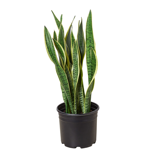 10in "Laurentii" Snake Plant