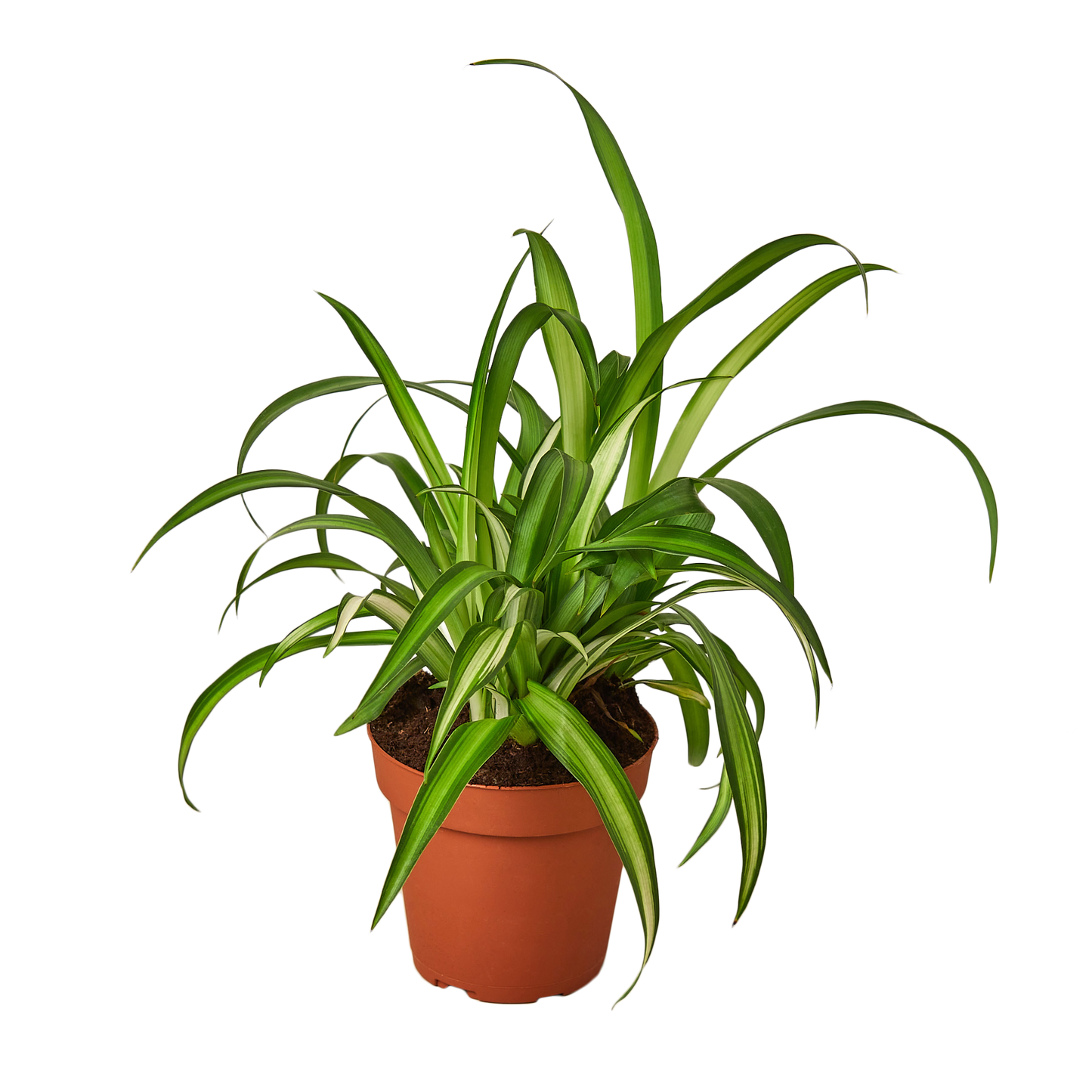 4in Spider Plant "Hawaiian"