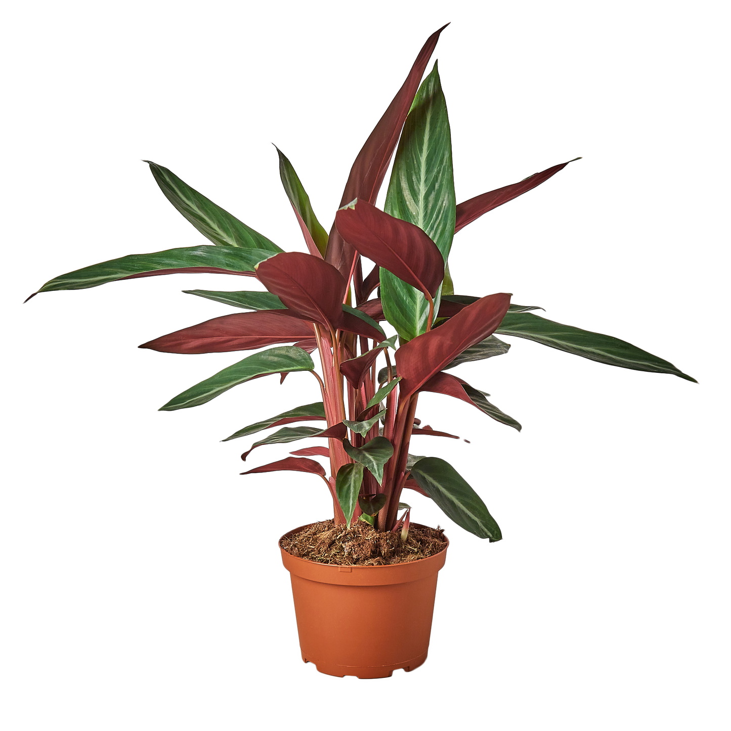 6in Stromanthe "Sanguinea"