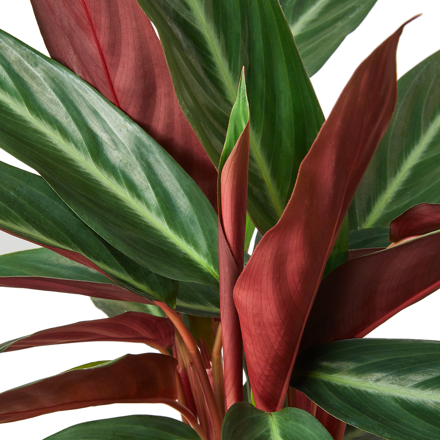 6in Stromanthe "Sanguinea"