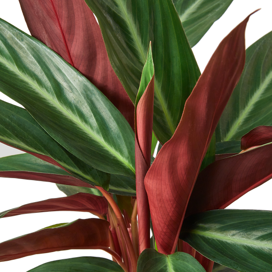 6in Stromanthe "Sanguinea"