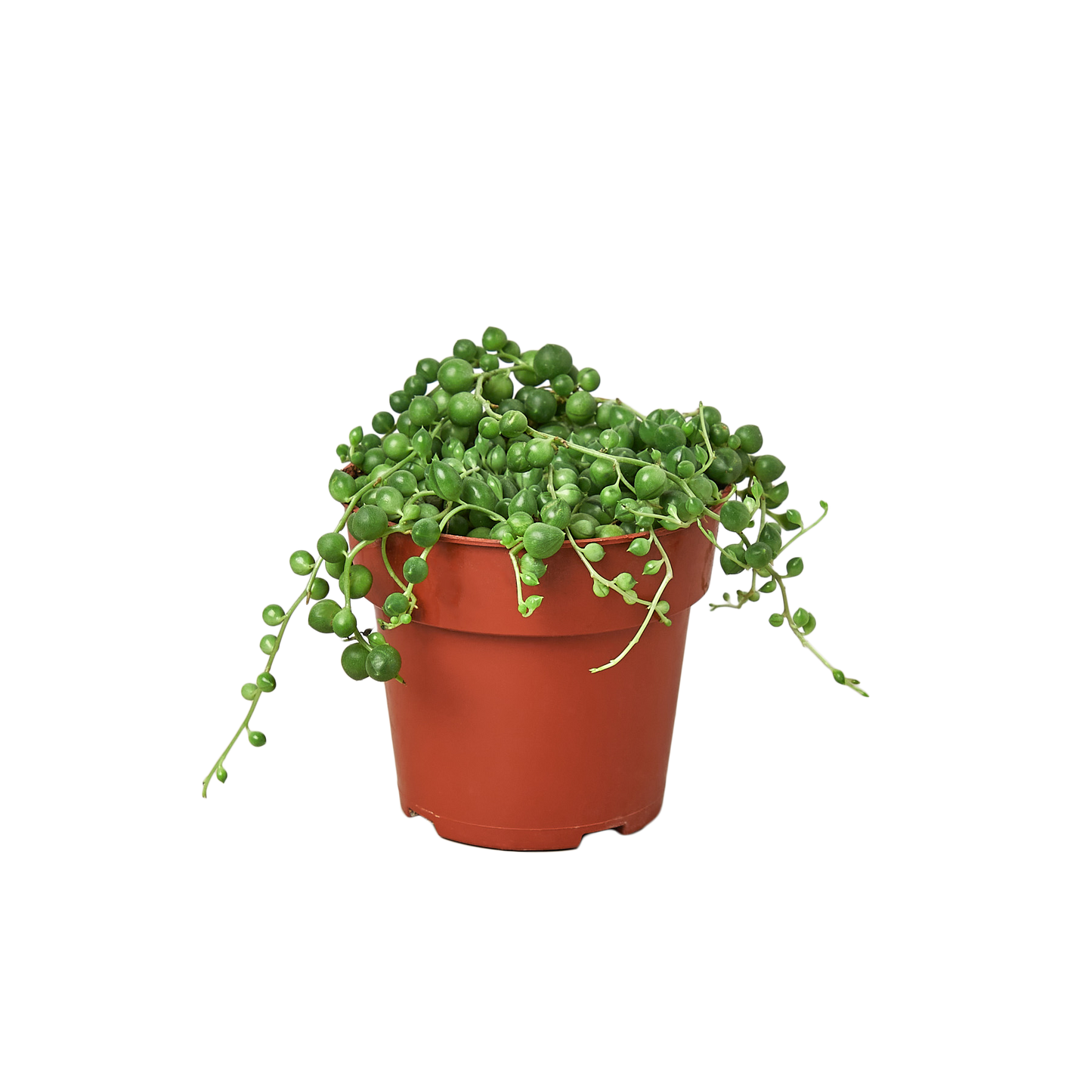 4in String of Pearls