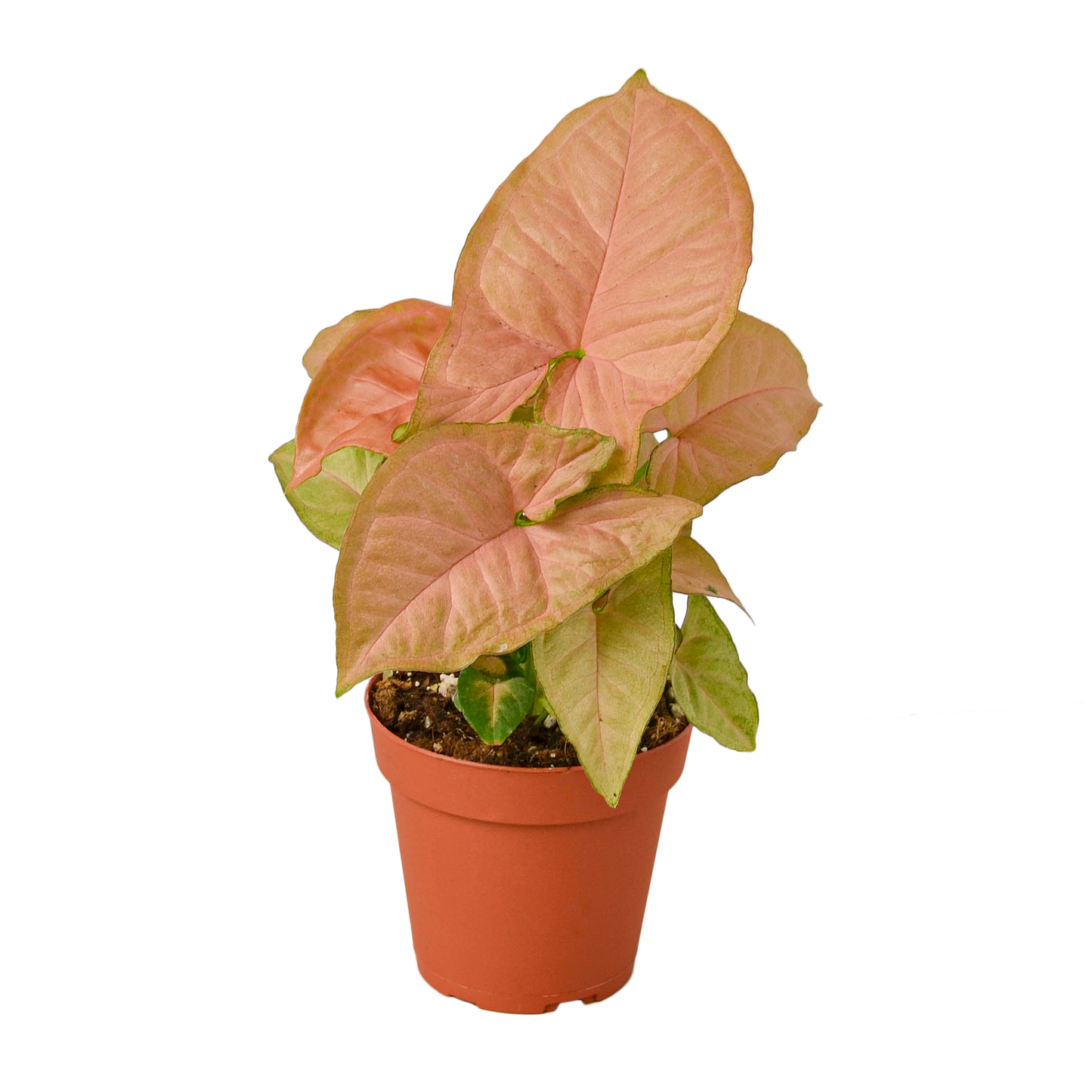 4in Syngonium "Strawberry"