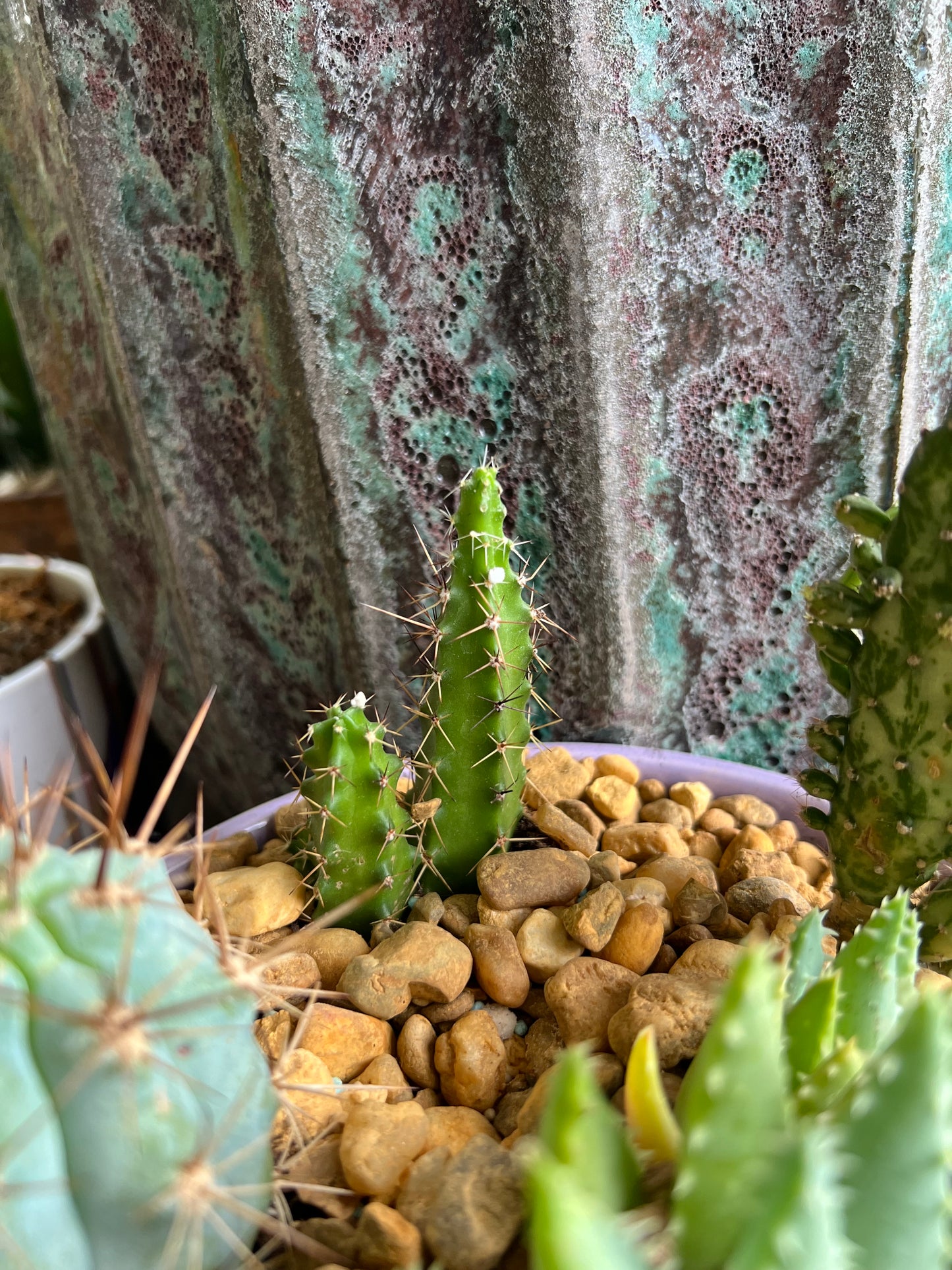 Tooth pick cactus, variegated mini Opuntia, Echinocereus Pentalophus, and Aloe Brevifolia