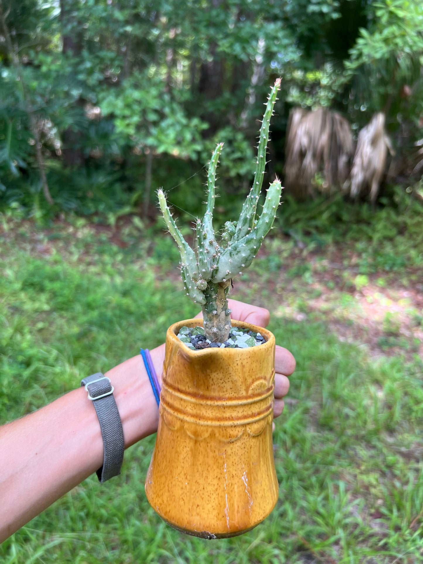 Variegated opuntia in vintage cup