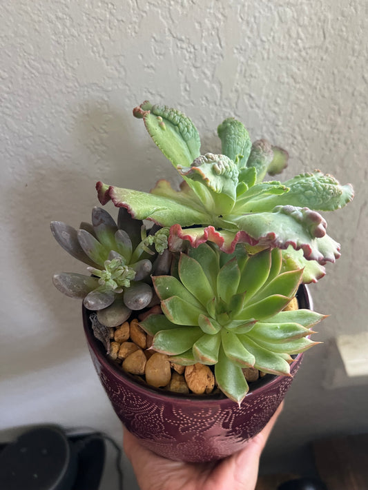 Mixed succulents in red planter