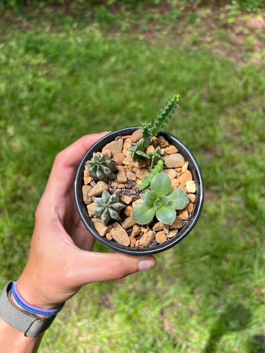 Baby succulents and cacti in spiderweb pot