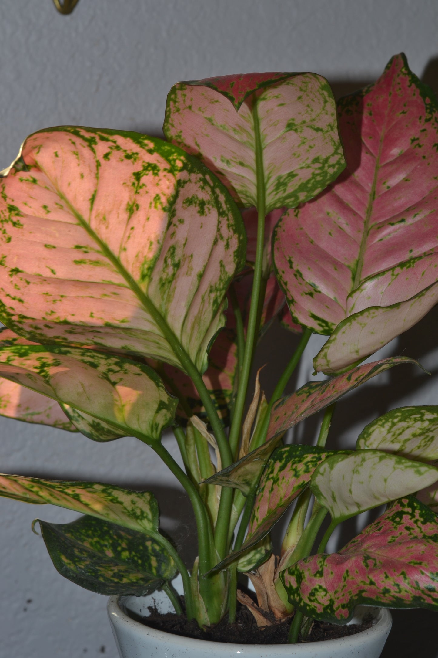 Planted ghost pitcher. Chinese Evergreen “lady valentine”