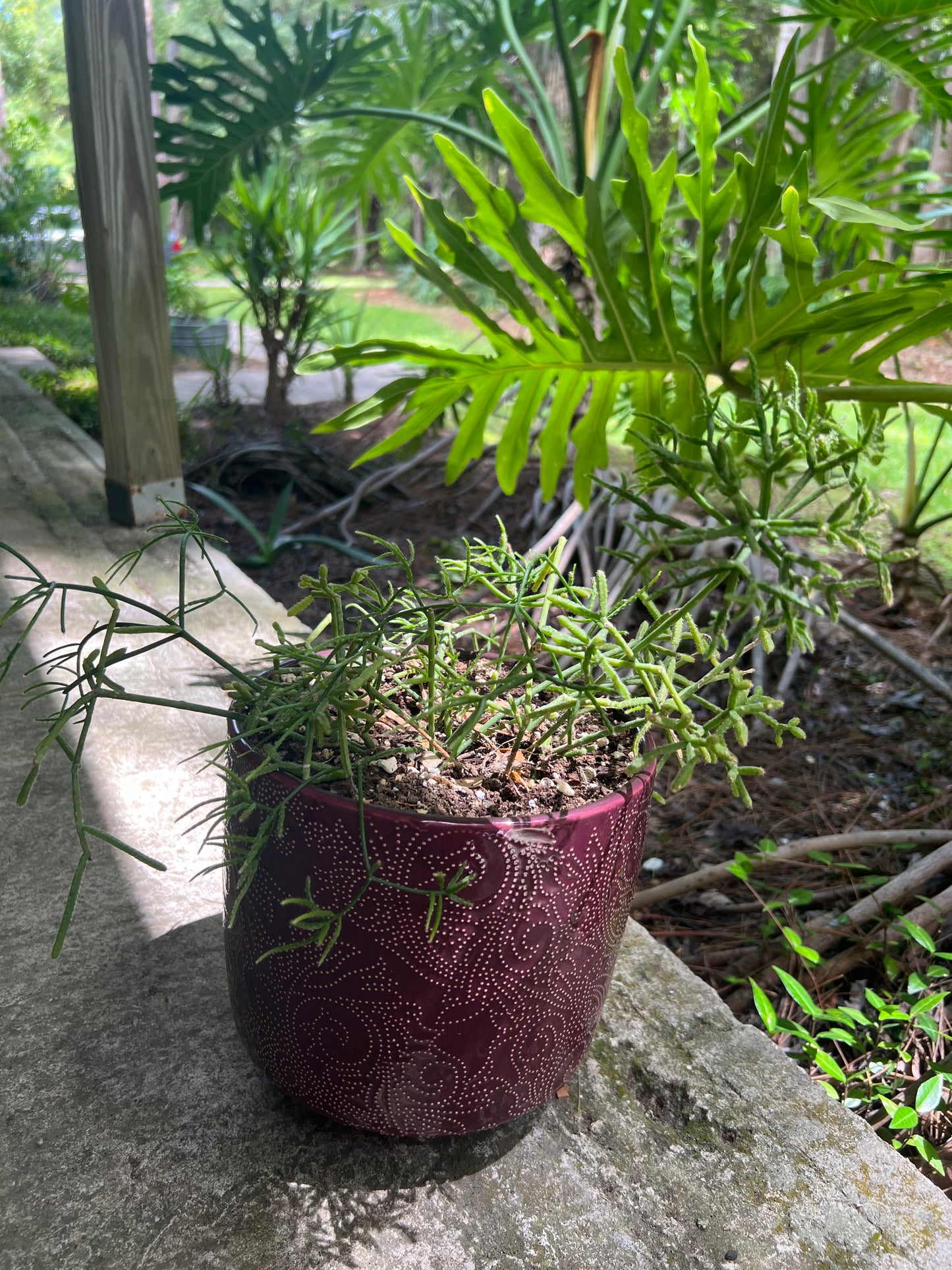 Rhipsalis Cereuscula in red planter