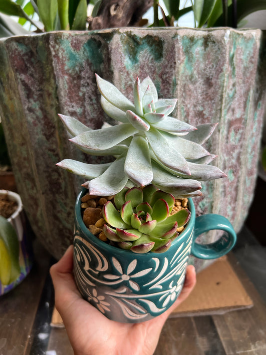 Echeveria Puli-lindsayana & blue bird echeveria