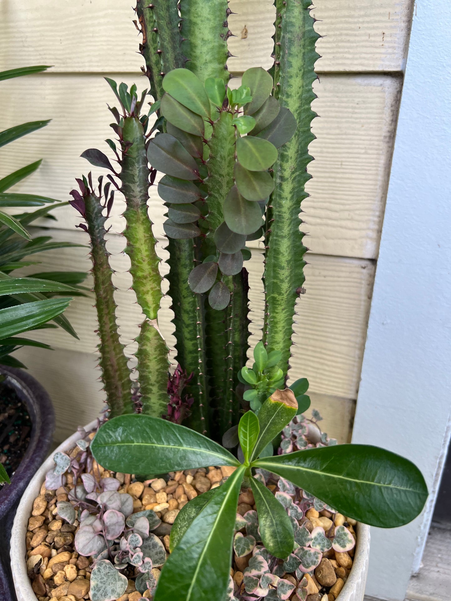 Large euphorbia trigona, double bloom desert rose, and variegated string of hearts