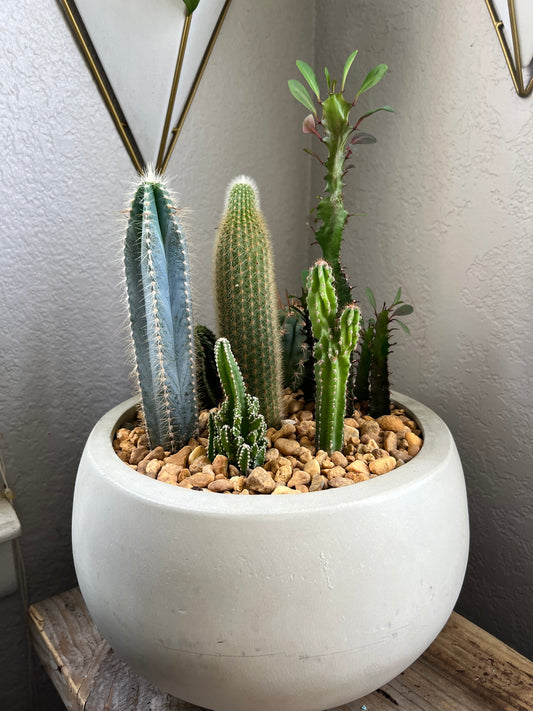 Cacti arrangement in egg planter