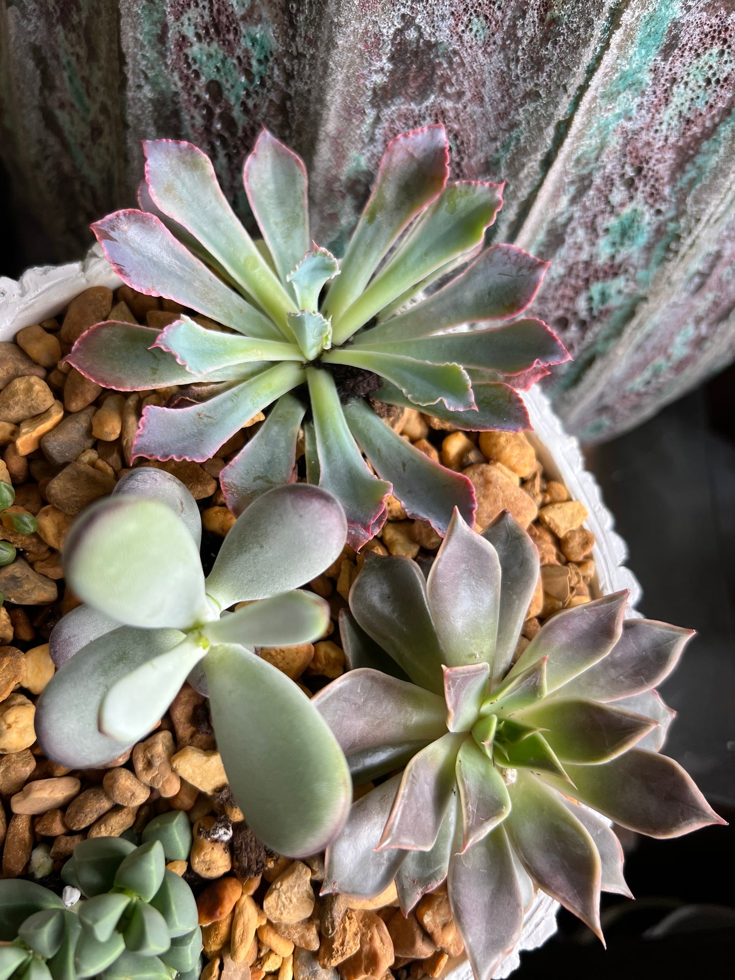 Succulent stump planter