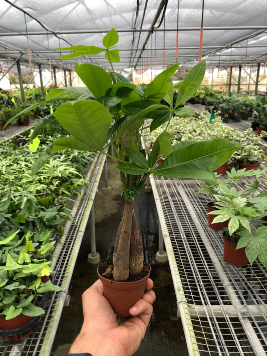 3in Money Tree "Guiana Chestnut" Pachira Braid