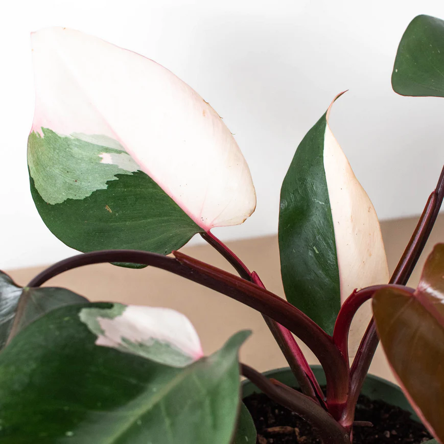 6in Philodendron "Pink Princess"