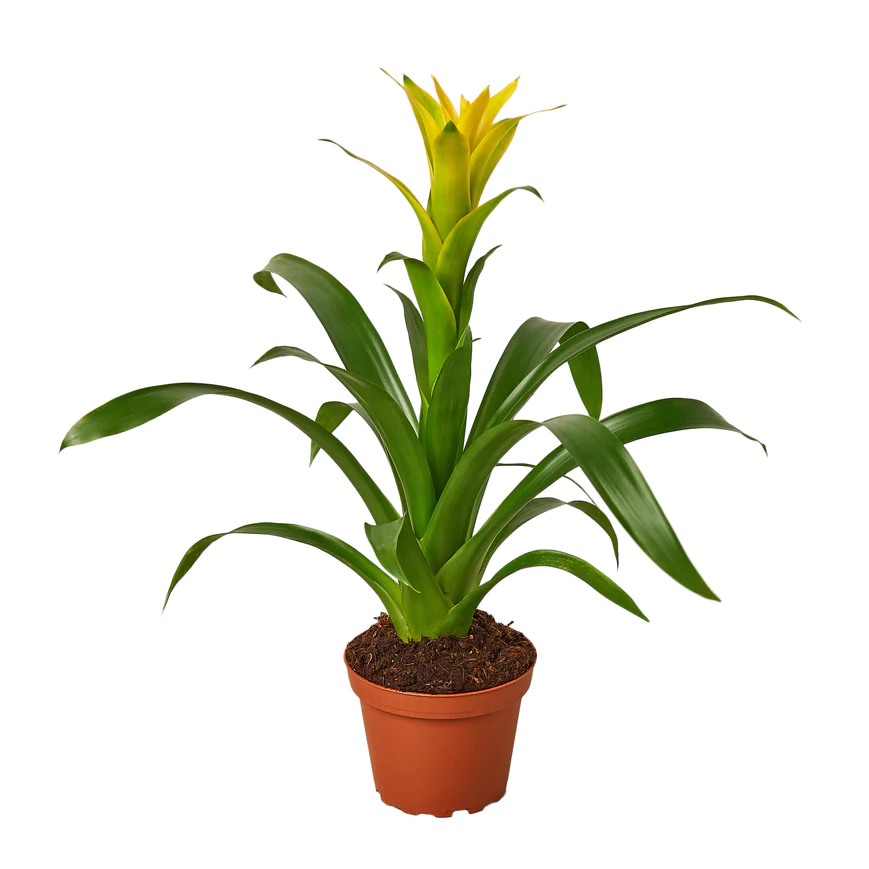 4in Guzmania Bromeliad "Yellow"