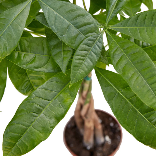 4in Money Tree 'Guiana Chestnut' Pachira Braid