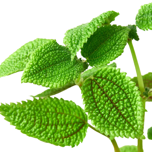 4in Pilea "Moon Valley"