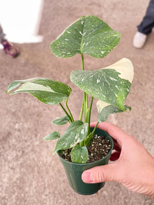 3in Monstera "Thai Constellation'