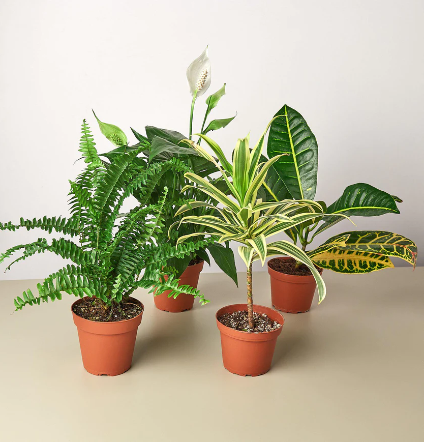 Air Purifying Plants Variety Bundle