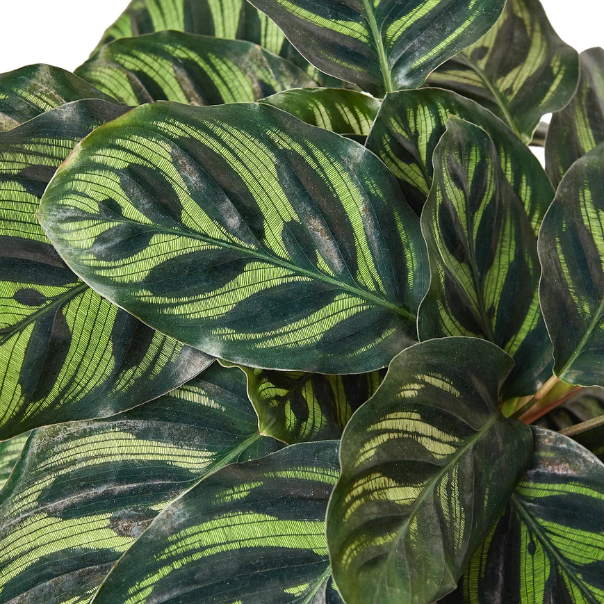 6in Calathea "Makoyana"