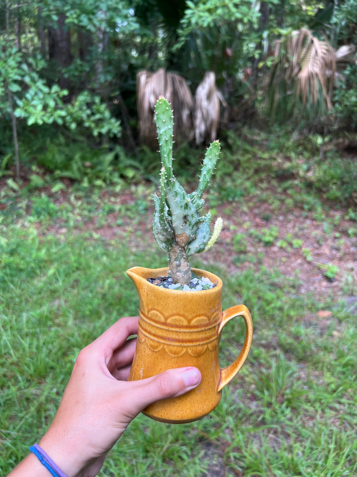 Variegated opuntia in vintage cup