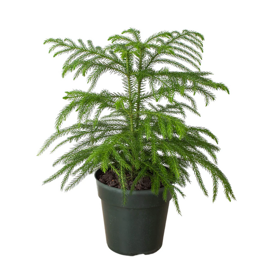 4in Norfolk Island Pine