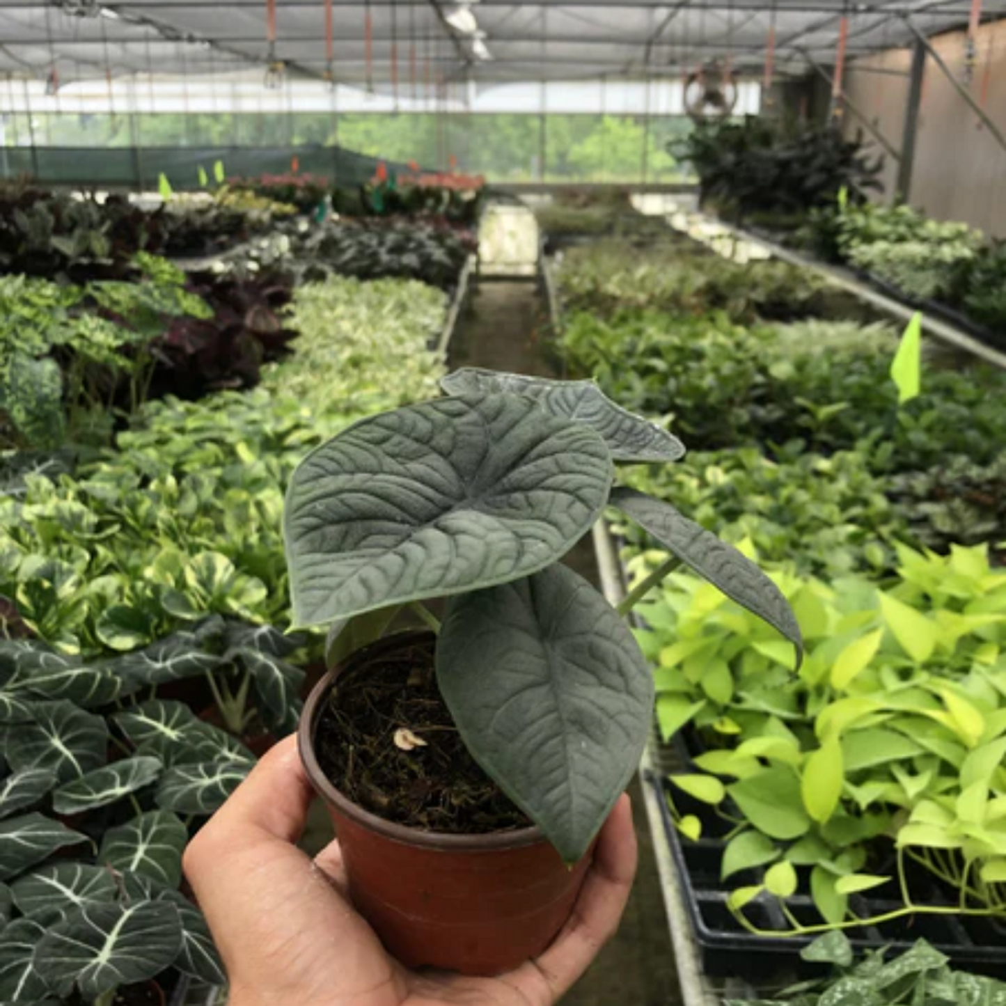 4in Alocasia "Melo"