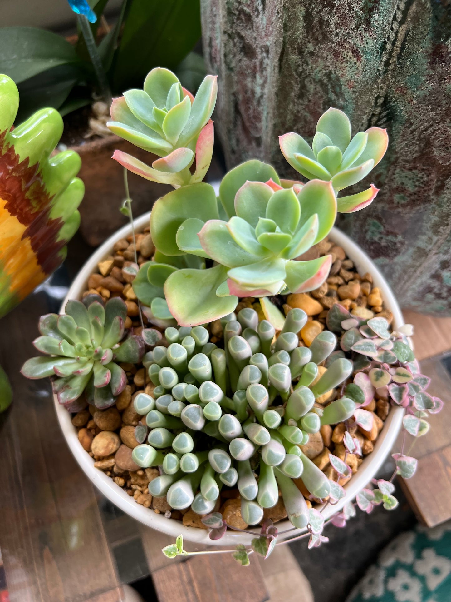 Mixed succulents in white ceramic pot