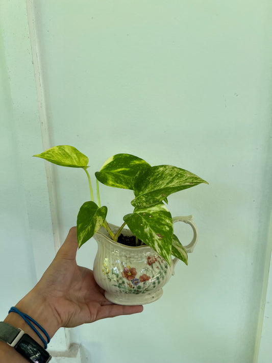 Golden pothos