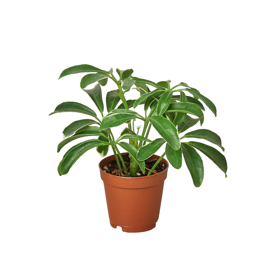 3in Schefflera Arboricola "Umbrella"