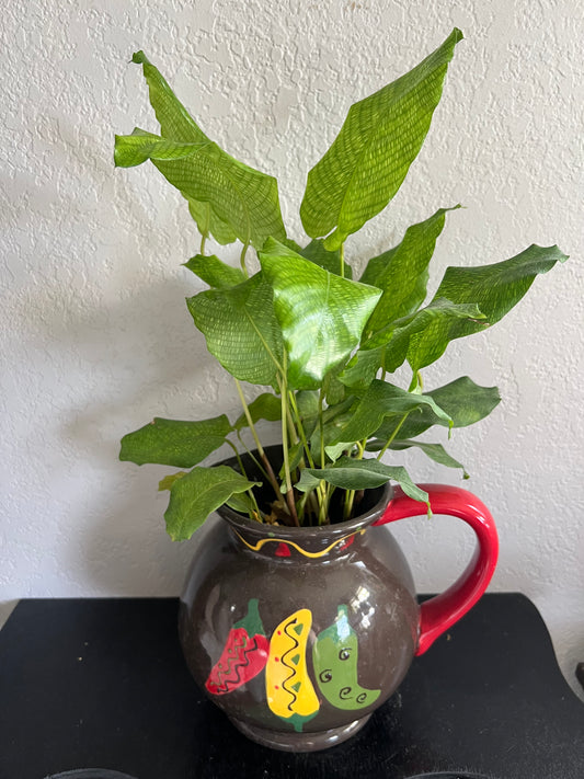 Calathea musica in vintage pitcher