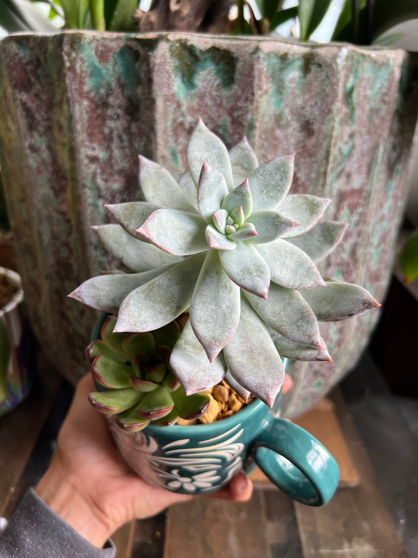 Echeveria Puli-lindsayana & blue bird echeveria