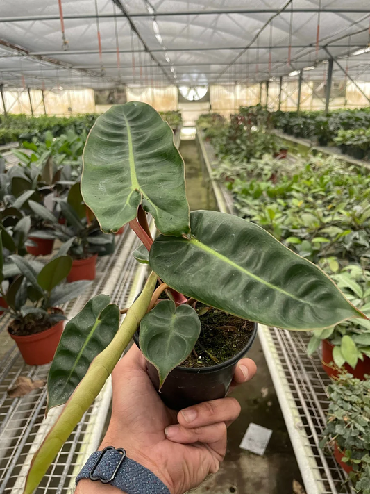 4in Philodendron "Billietiae"