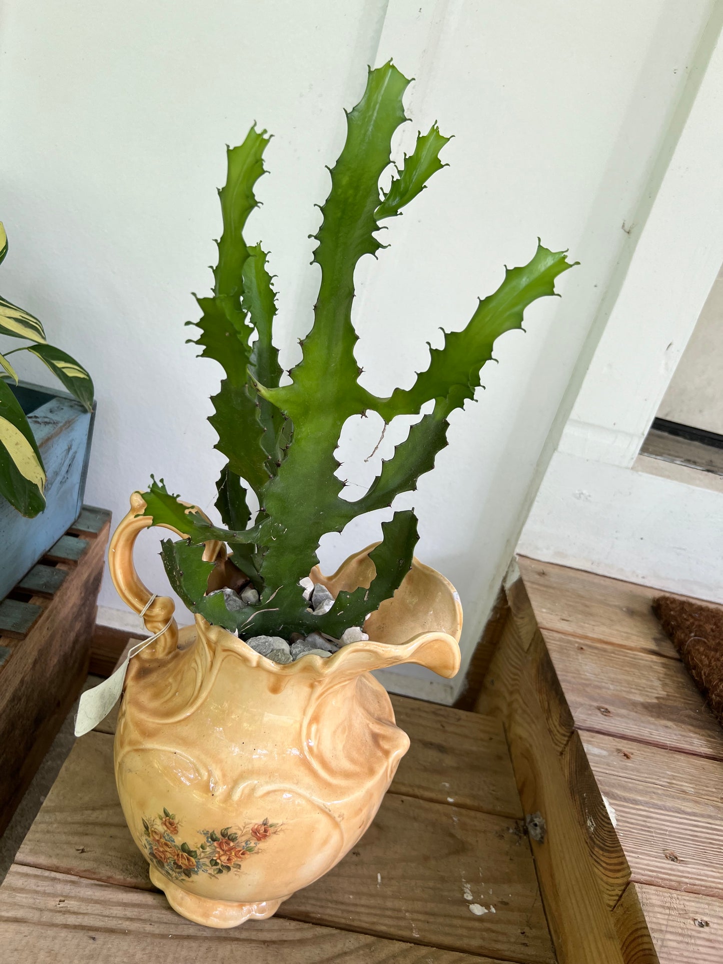 Large candelabra cactus in vintage pitcher