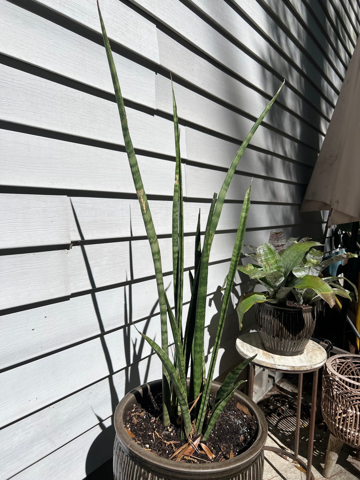 Fernwood Snake Plant