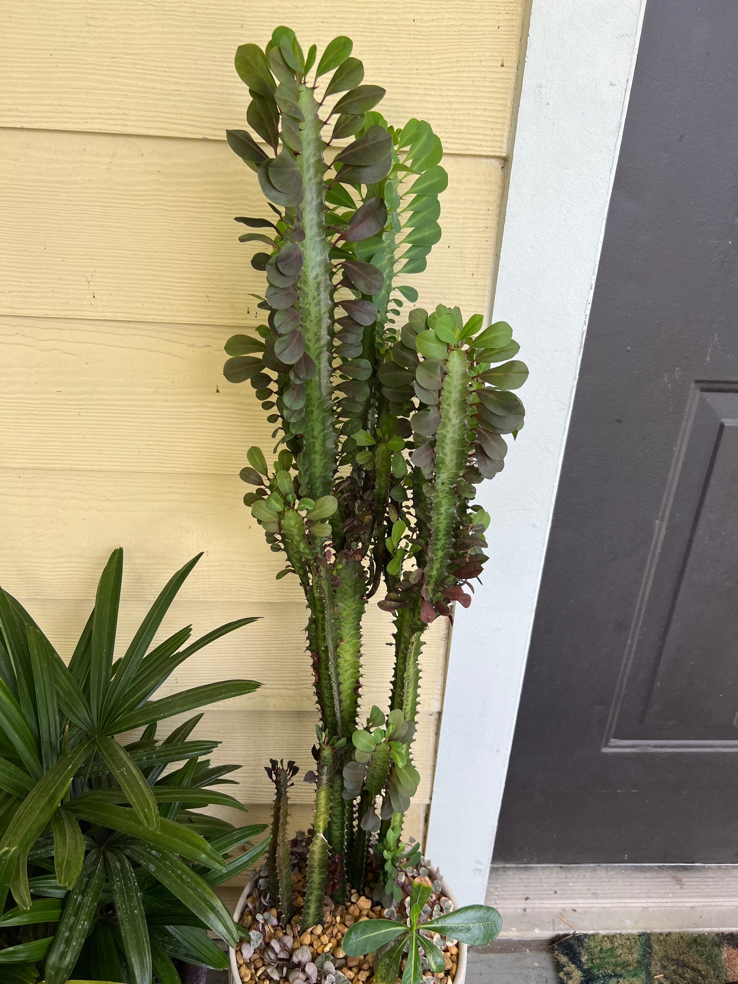 Large euphorbia trigona, double bloom desert rose, and variegated string of hearts