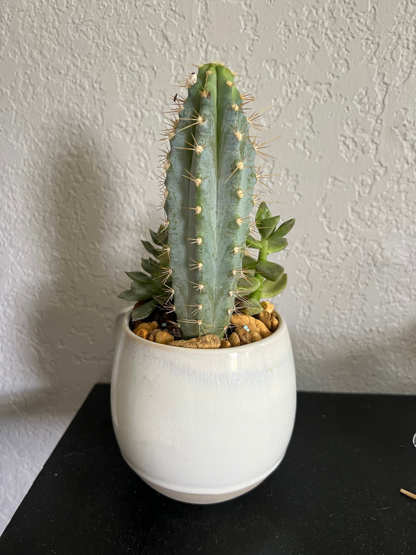 Planted Tea Cup. Mixed Succulents