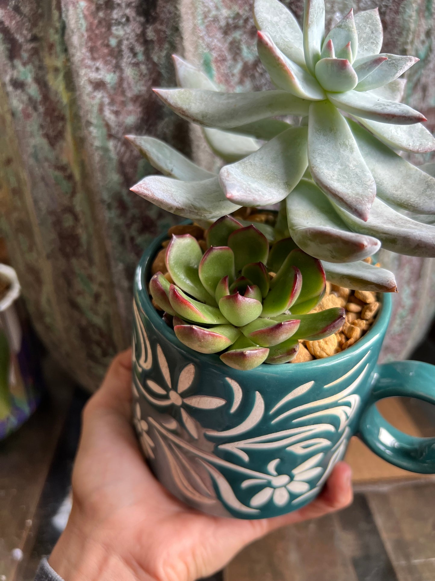 Echeveria Puli-lindsayana & blue bird echeveria