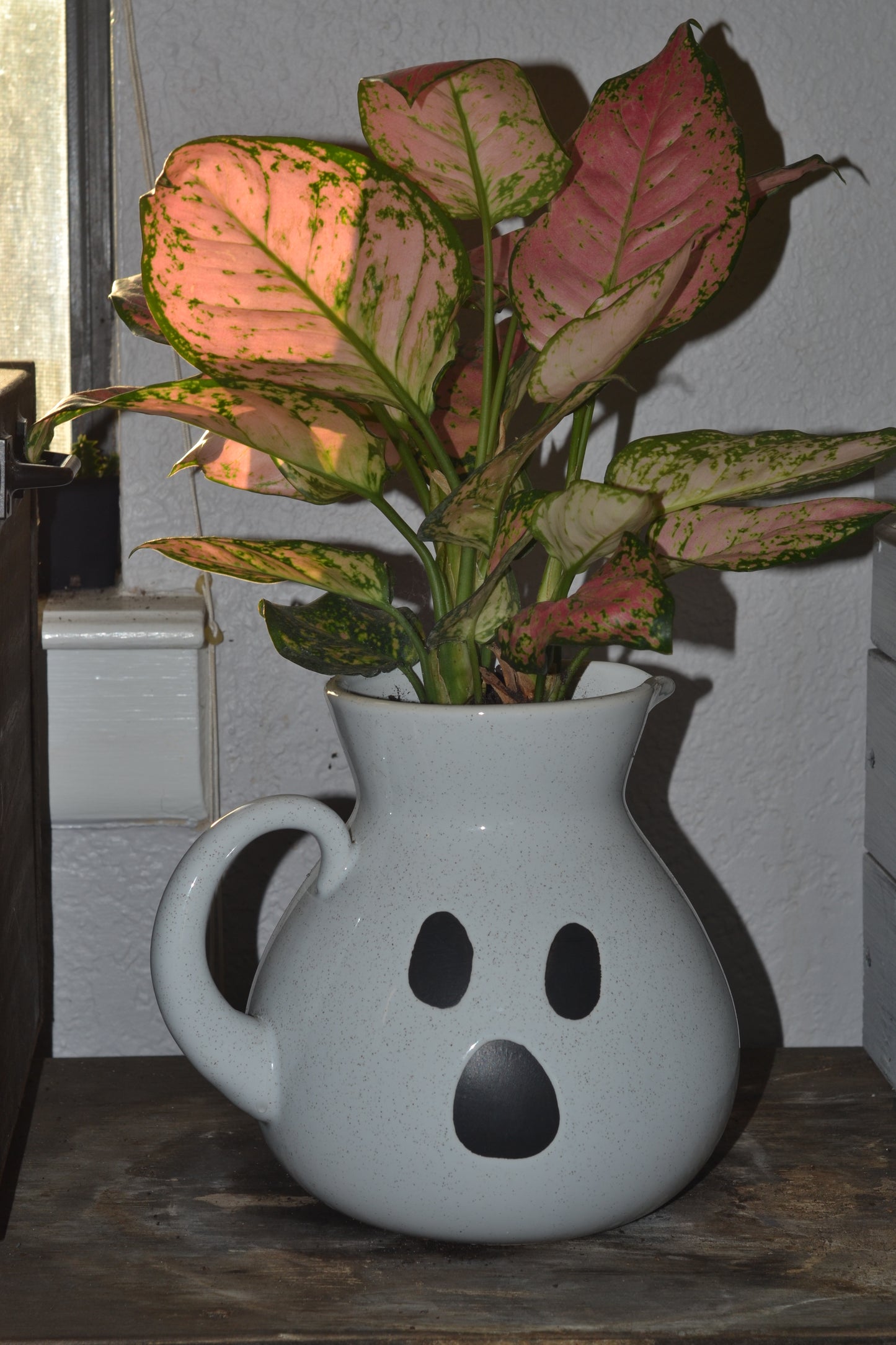 Planted ghost pitcher. Chinese Evergreen “lady valentine”