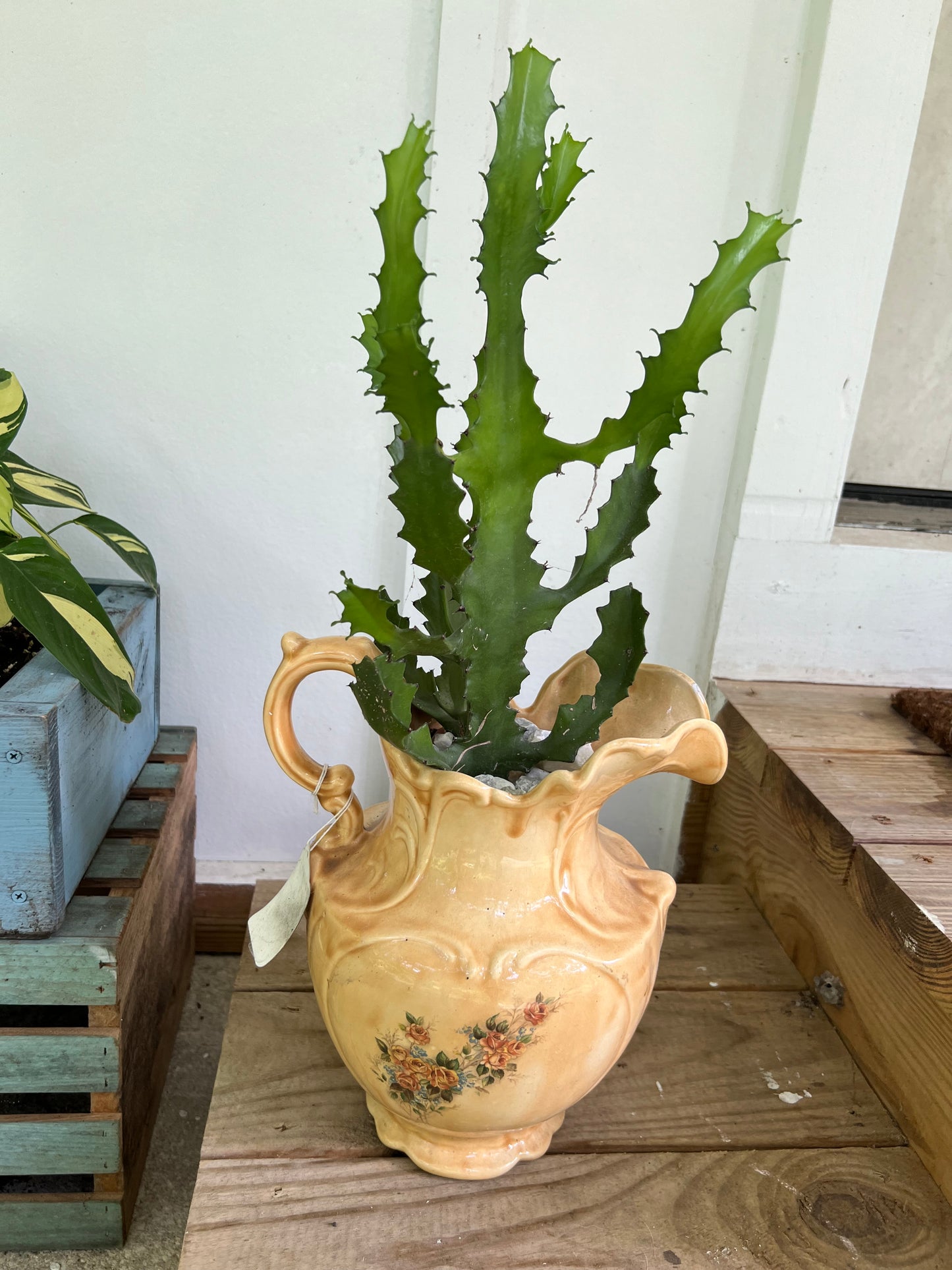 Large candelabra cactus in vintage pitcher