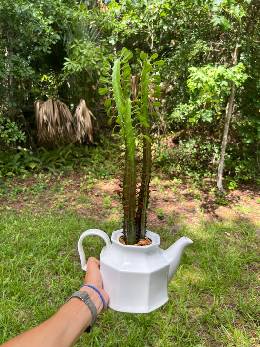 Euphorbia trigona in vintage teapot