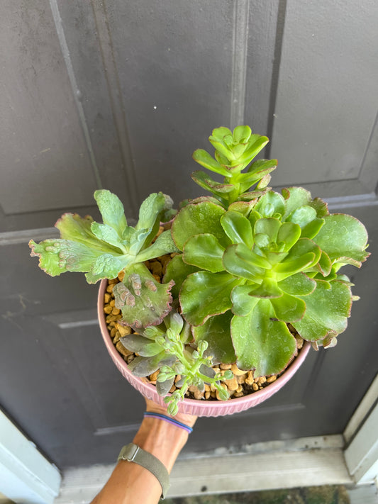 Succulent arrangement in pink bowl