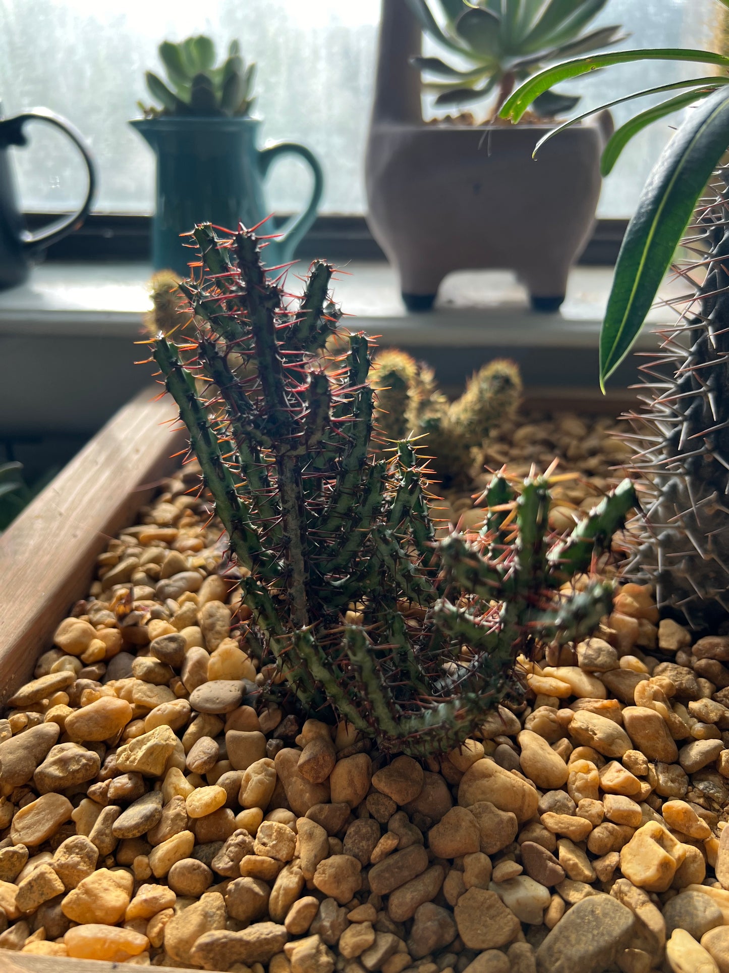 Cacti arrangement in handmade wooden planter box