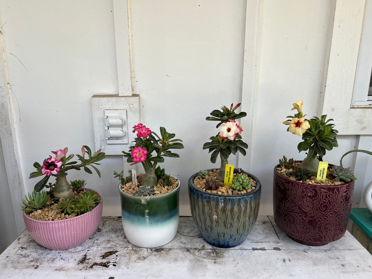 Desert Rose Arrangements