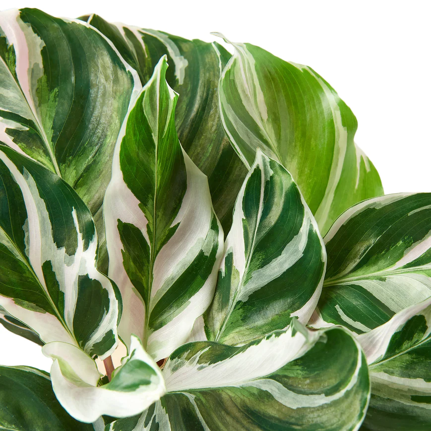 4in Calathea "White Fusion"