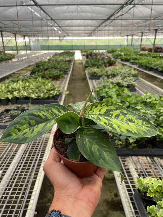 4in Homalomena "Camouflage"