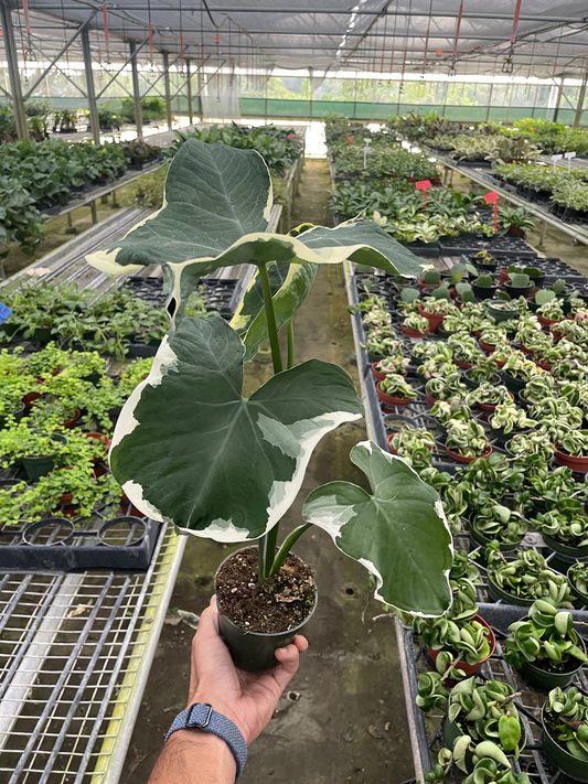 4in Alocasia 'Mickey Mouse' (Xanthosoma sagittifolium 'Variegatum Monstrosum')