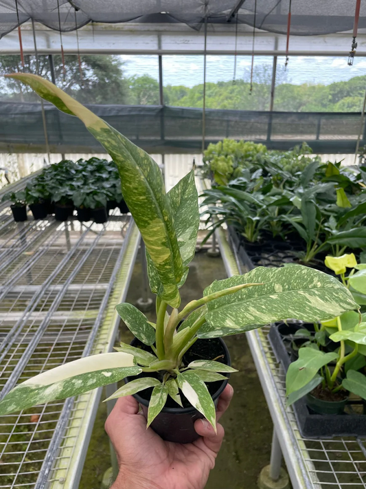 4in Philodendron "Ring of Fire" Variegated
