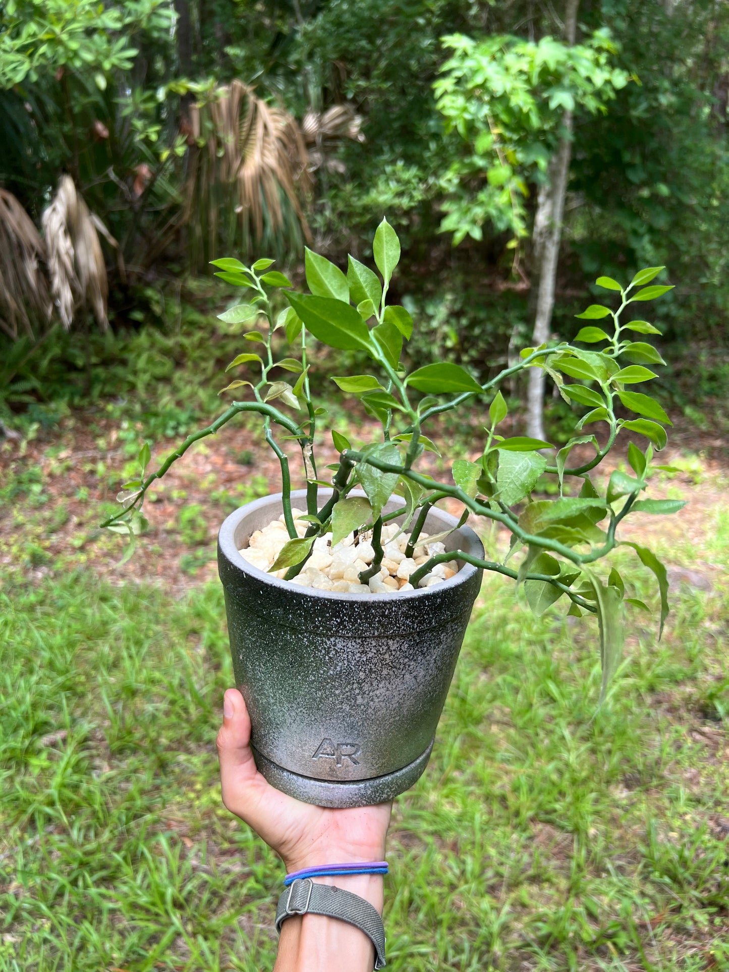 Devil’s backbone in concrete planter